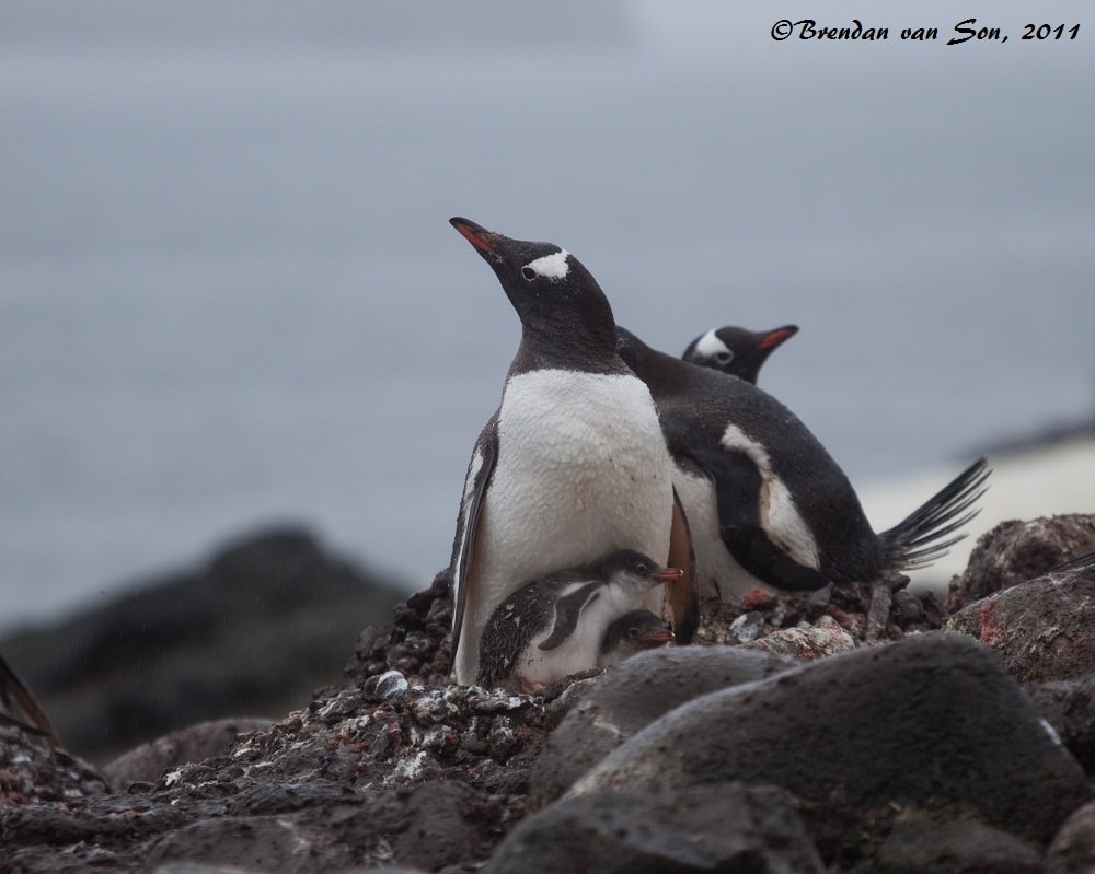 "Penguin Chicks" - A penguins attachment and need to care for their young is incredible.  The male and the female rotate taking turns caring for the young while the other fishes for food.  And when a penguin doesn't have a chick, sometimes it tries to steal other chicks.