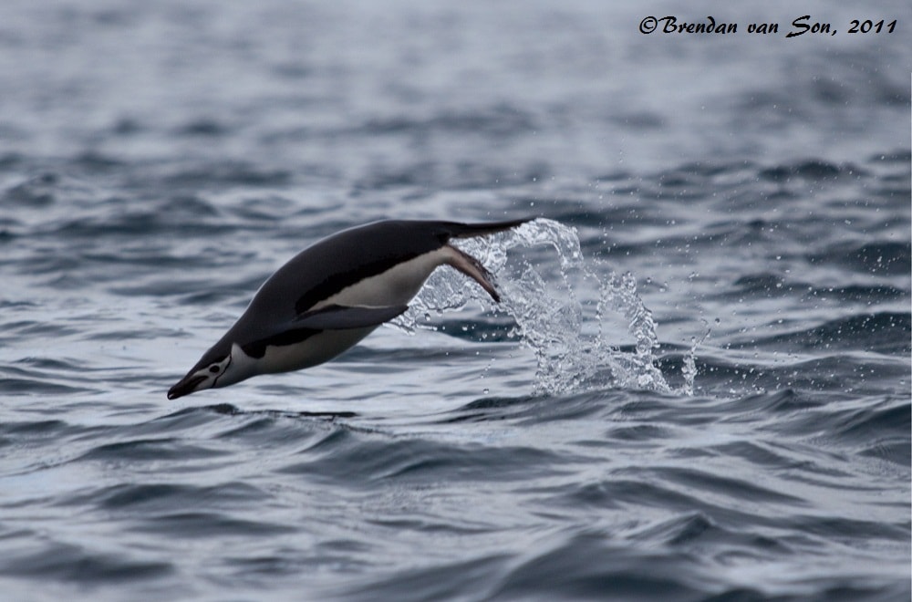 "Penguin Dive" - More proof of the penguin's dolphin like quality.  Actually when we got to deception island there were hundreds swimming, and I took about 300 shots, only this one and another captured the moment just right... so hard to shoot from a moving zodiac.