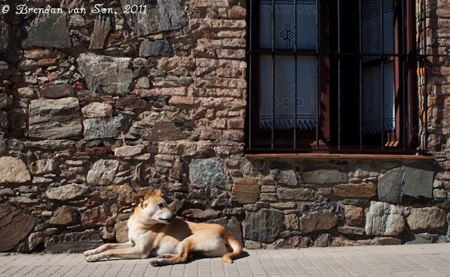 Colonia de Sacramento, Uruguay, window, house, dog