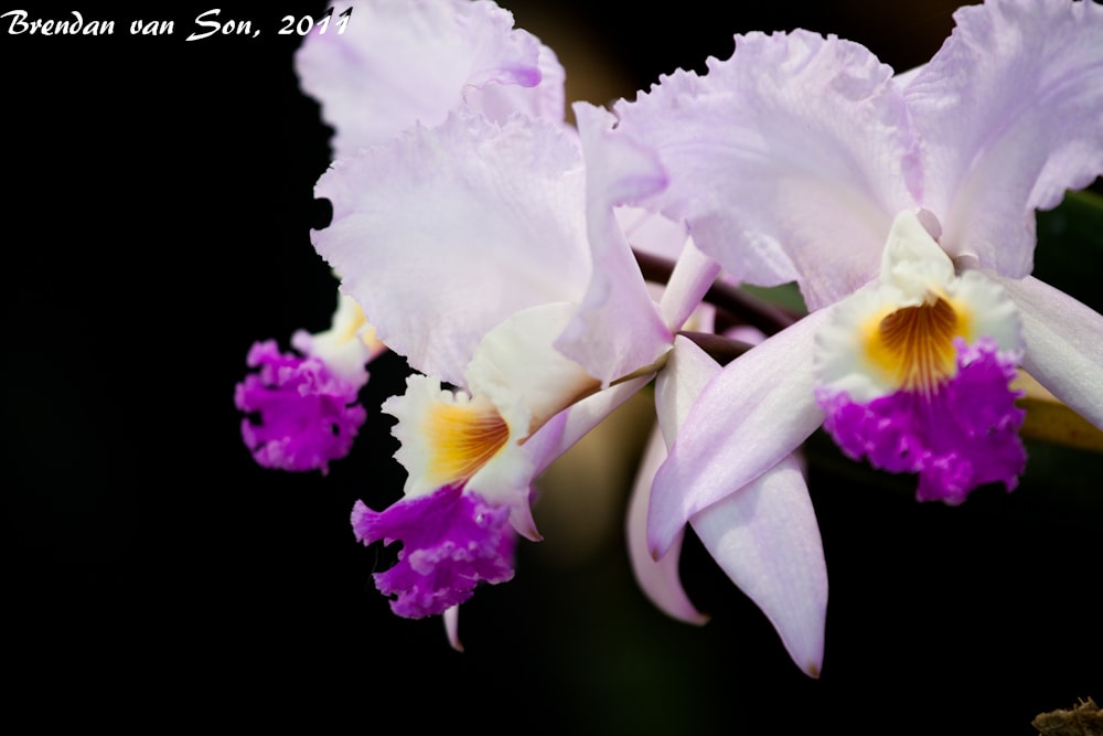 orchids, flowers, medellin, colombia