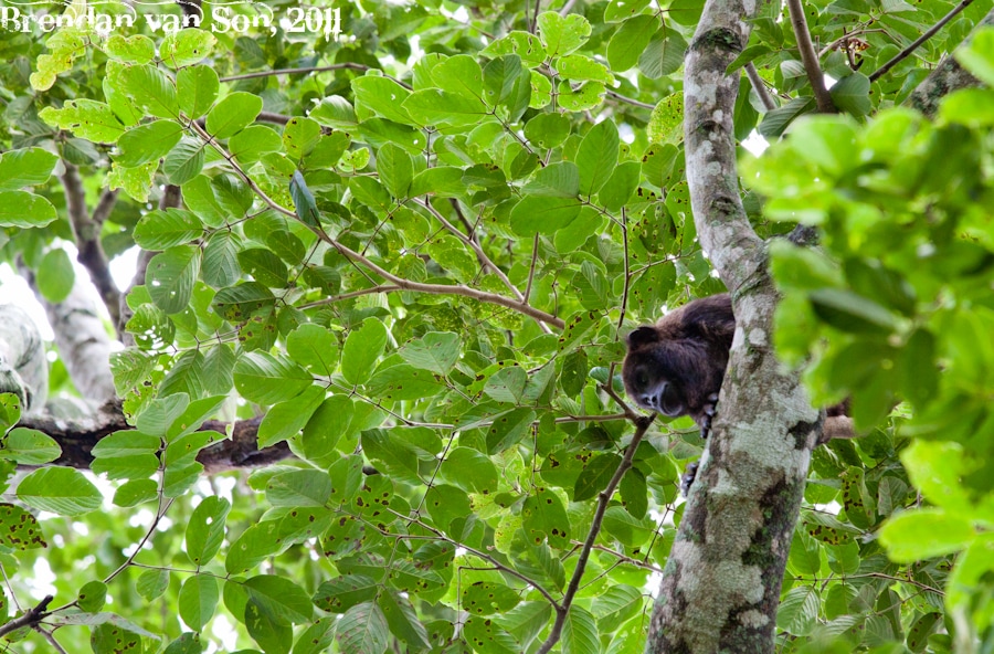 Howler Monkey, The Pantanal
