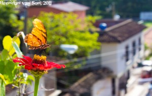 Butterfly in Copan