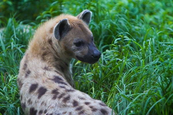 A rescued hyena in Abuko Nature Reserve
