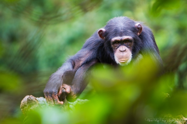 Sierra Leone Tourism tcugama chimpanzee