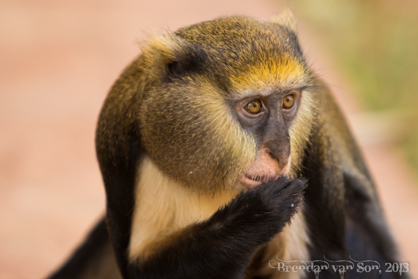 Mona Monkey, Boabeng-Fiema