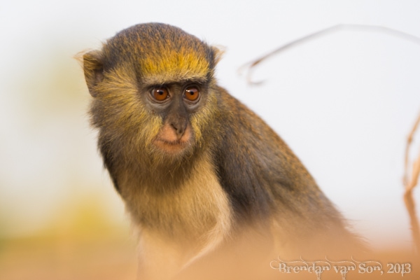 Boabeng-Fiema, mona monkey