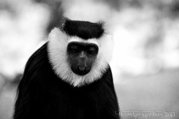 Black and White Colobus monkey, Boabeng-Fiema