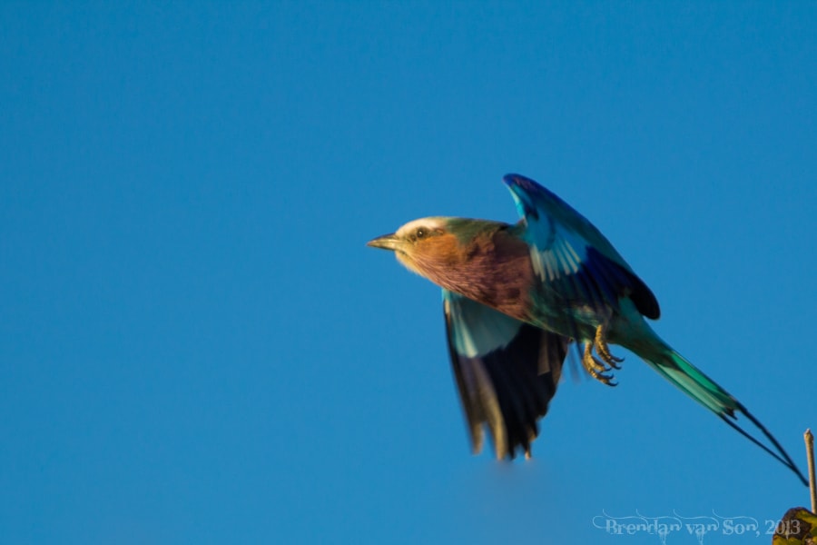 Lilac-breasted roller, Chobe National Park