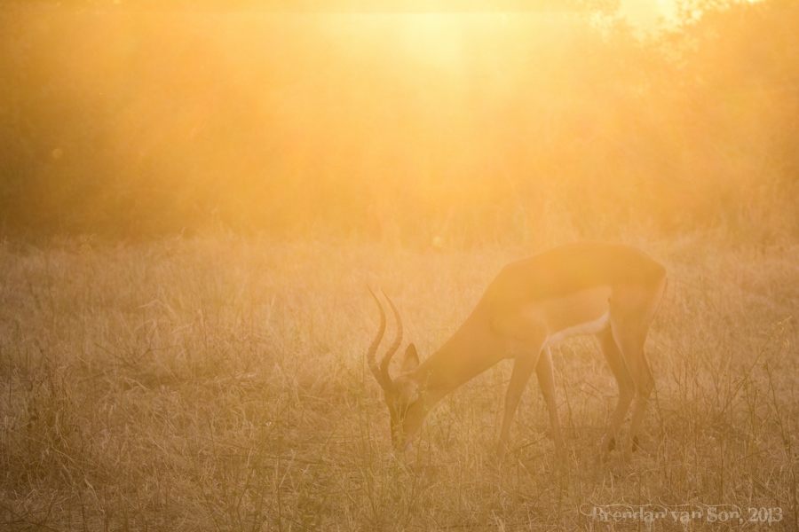 impala, Chobe National Park