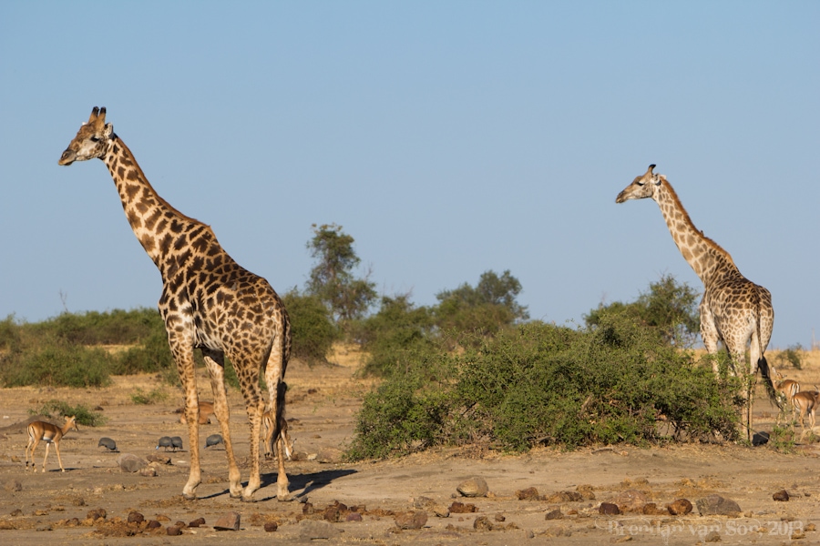 Chobe National Park, giraffe