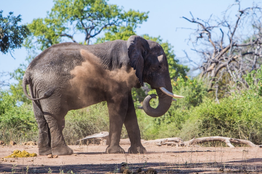 elephant, mud bath, Chobe National Park