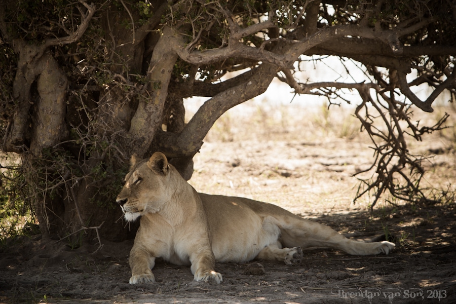 Chobe National Park, lion