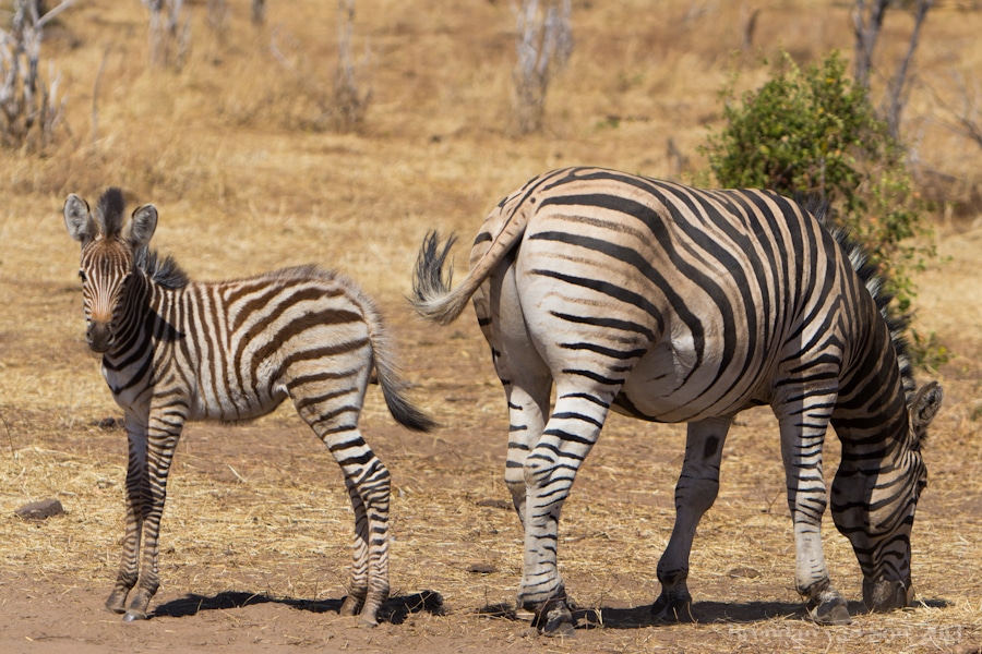 zebra, Chobe National Park