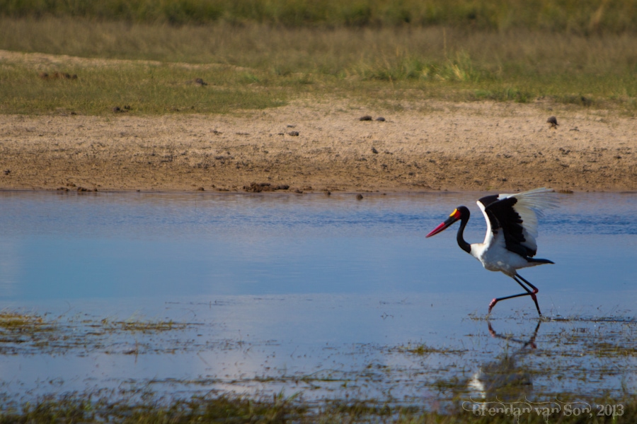 stork, Chobe National Park