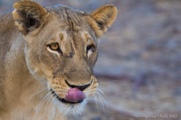 Lioness, Botswana