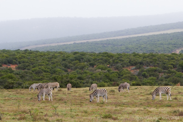 Addo National Elephant Park, Zebra