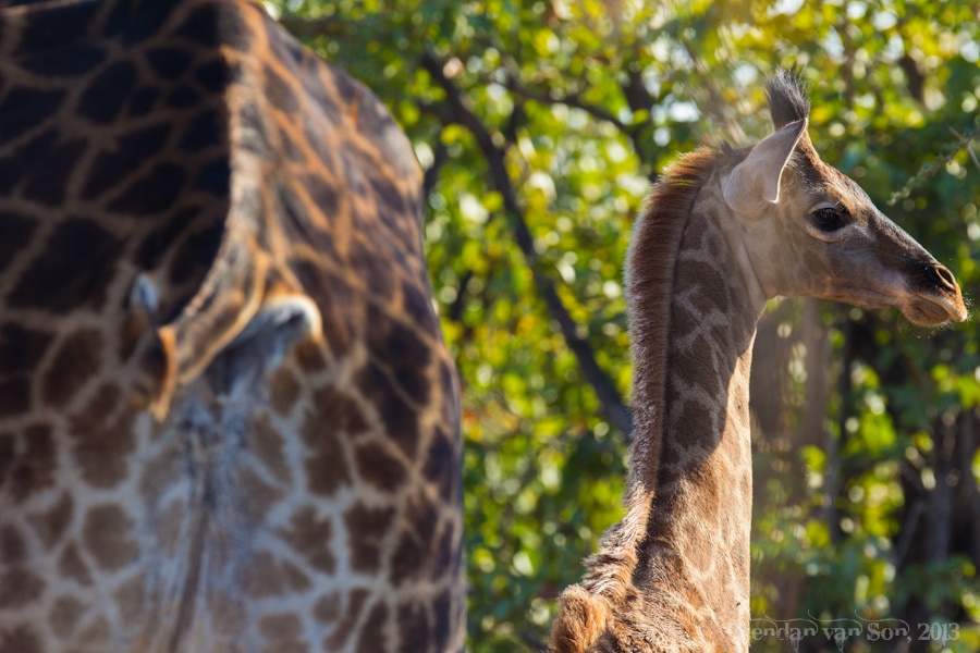 Kruger National Park, Giraffe