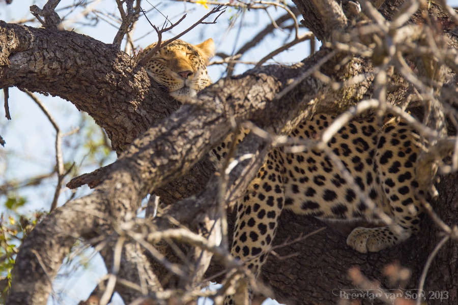 Kruger National Park, Leopard