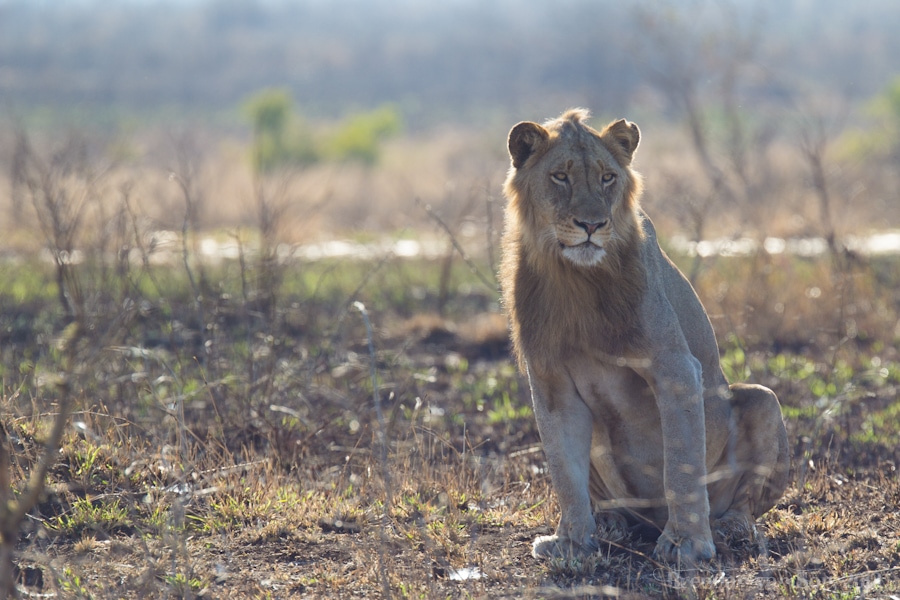 Kruger National Park, Lion