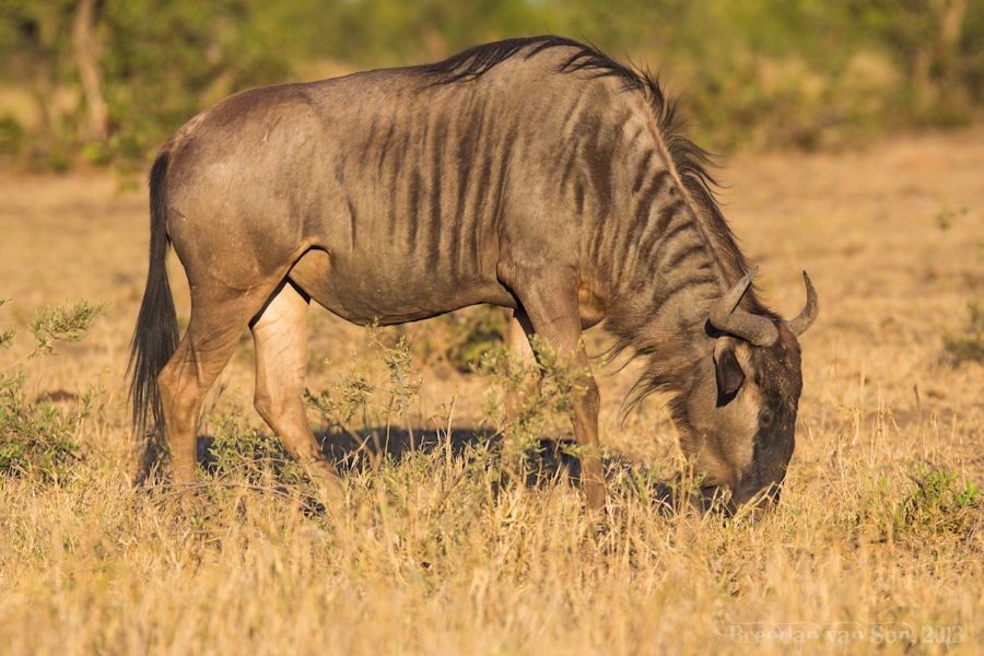 Kruger National Park, Wildebeest