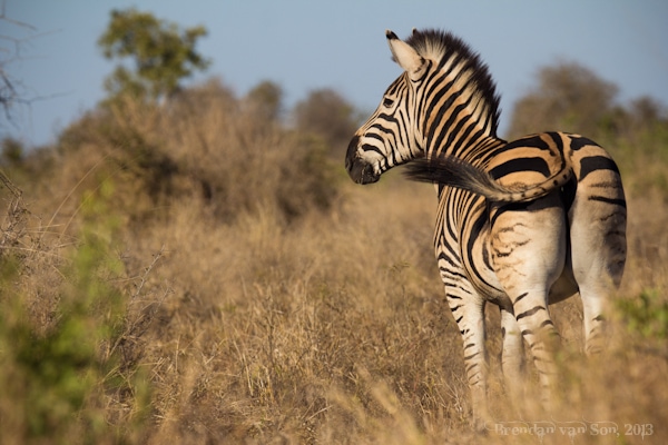 Kruger National Park, zebra