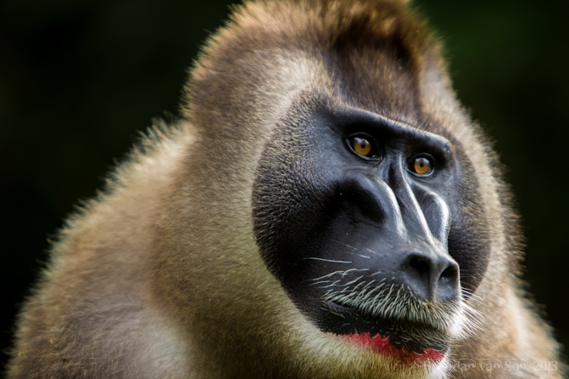 Best Travel Photos 2013, Drill Monkey
