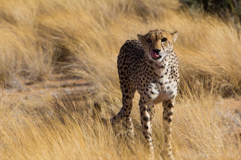 Best Travel Photos 2013, cheetah