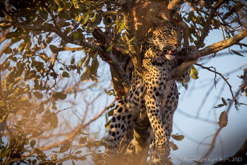 Best Travel Photos 2013, leopard