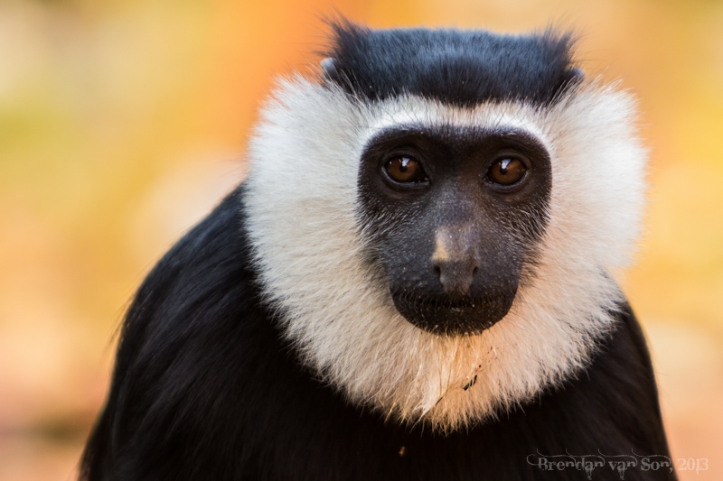 Ghana Pictures, Black and White Colobus