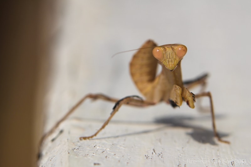 Ghana Pictures, Preying Mantis