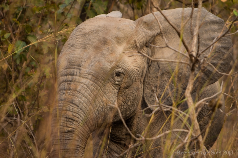 Ghana Pictures, Elephant Mole National Park