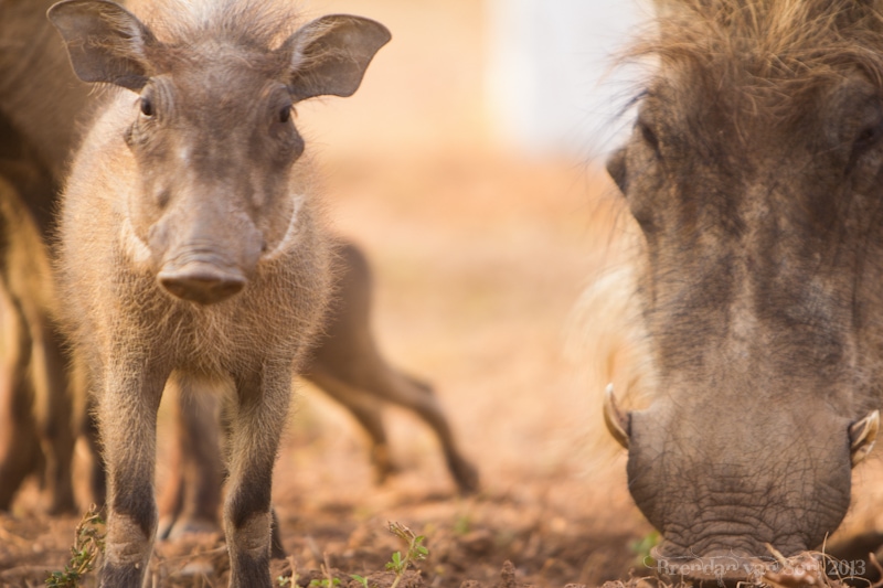 Ghana Pictures, baby warthog