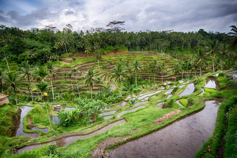 Ubud, rice terraces