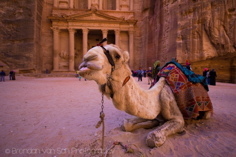 Petra Camel, Treasury