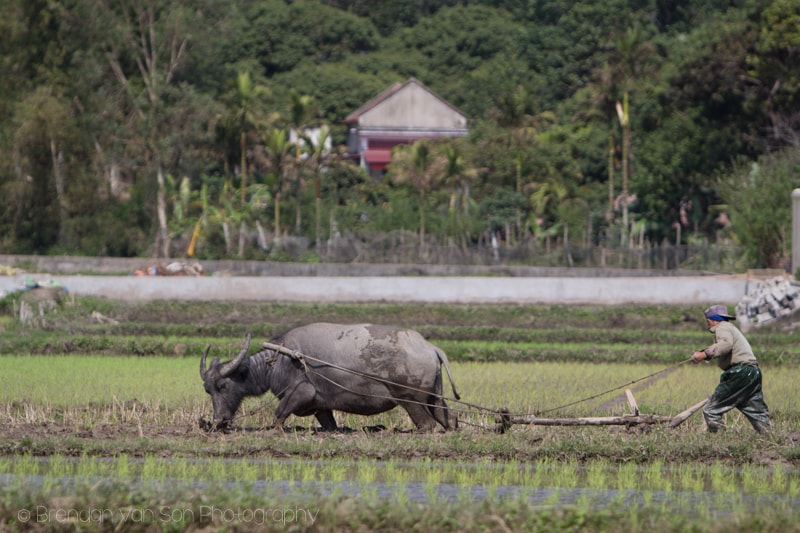 Catba, Vietnam, buffalo
