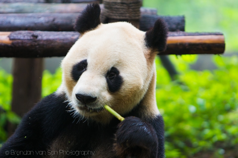 Giant Panda, Chengdu, China