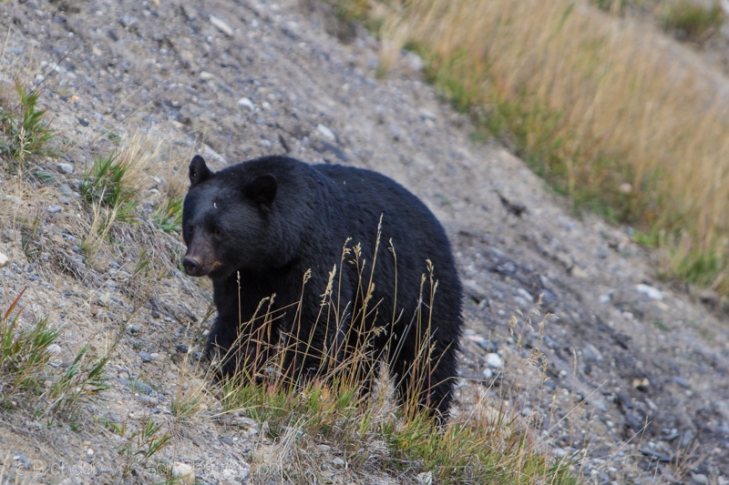 black bear, banff national park