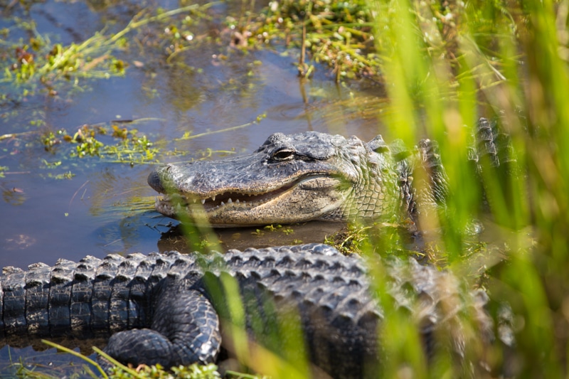 Gator, Everglades National Park, Florida