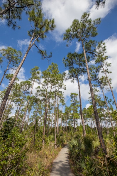 Pine Forest, Everglades National Park, Florida