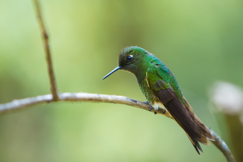 Salento, Colombia, Hummingbird