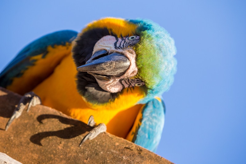 Blue and Yellow Macaw