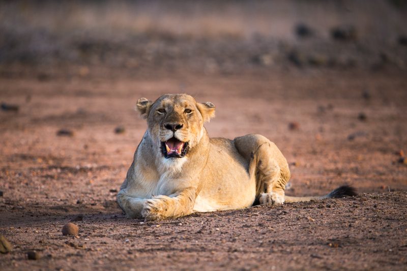 Lioness Kruger National Park