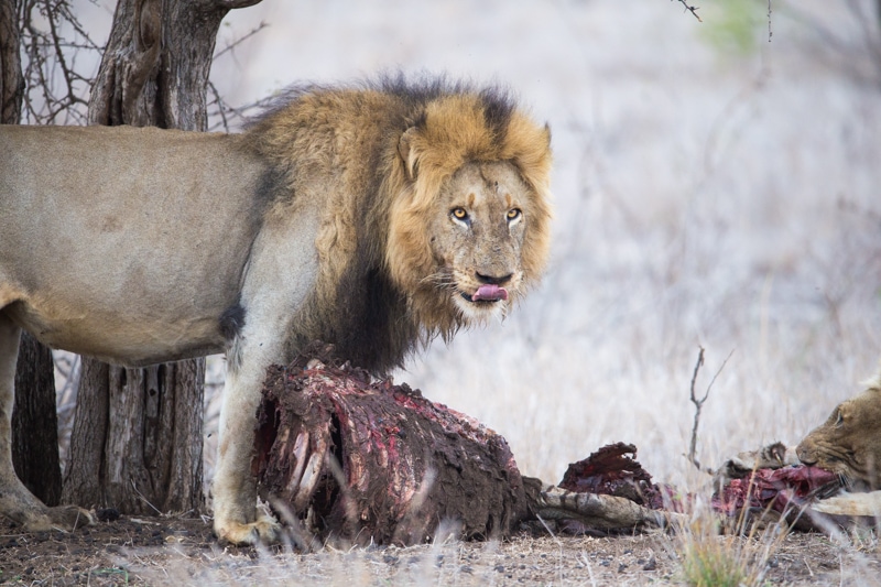 Lion kill Kruger National Park