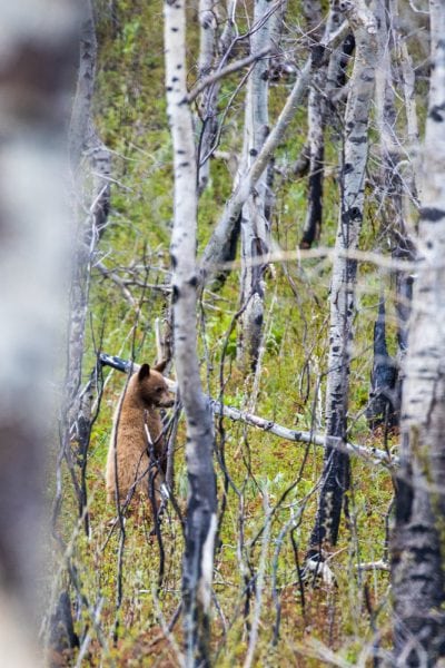 cinnamon bear in the forest