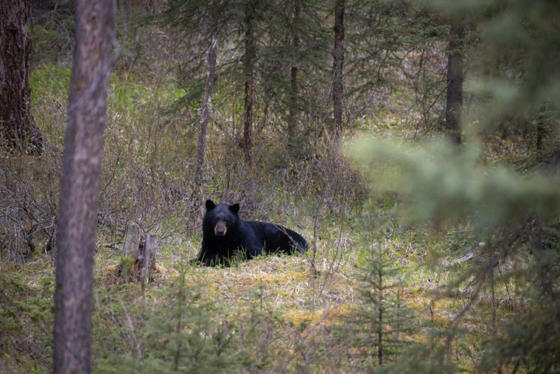 Male black bear in forest