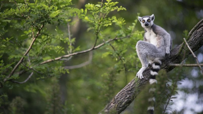 madagascar ring tailed lemur